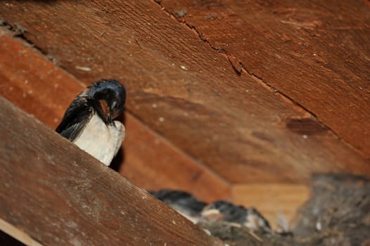 Swallow nest with chicks