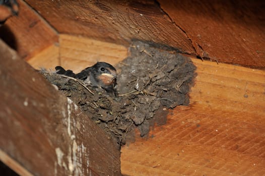 Swallow nest with chicks