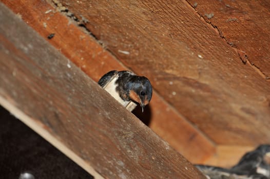 Swallow nest with chicks