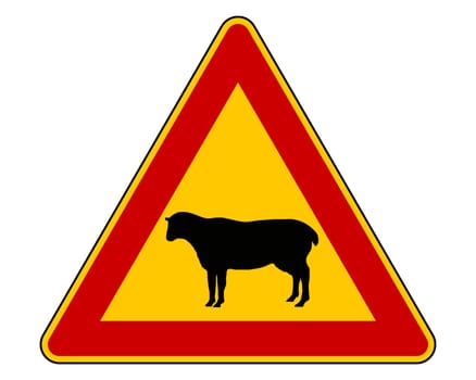 Attention sheep