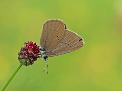 Dark meadow-button-ant-blue (Phengaris nausithous)