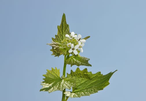 White flowers