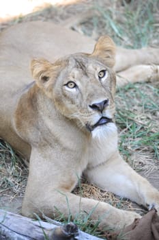 A shot of of an African Lion in the wild