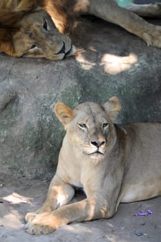 A shot of of an African Lion in the wild
