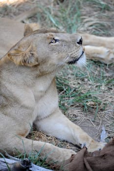 A shot of of an African Lion in the wild