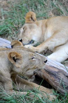A shot of of an African Lion in the wild