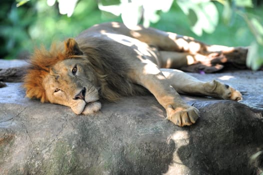 A shot of of an African Lion in the wild