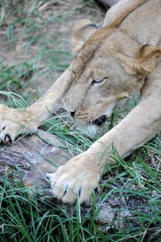 A shot of of an African Lion in the wild