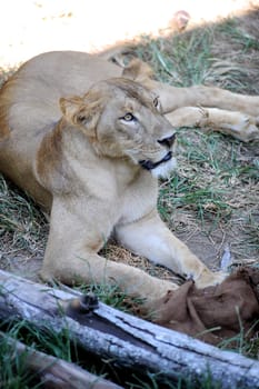 A shot of of an African Lion in the wild