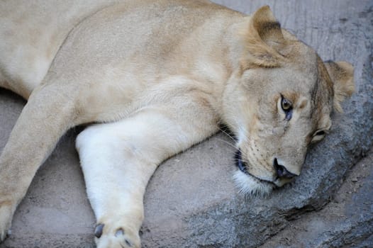 A shot of of an African Lion in the wild