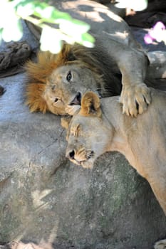 A shot of of an African Lion in the wild