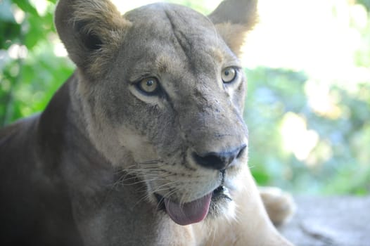 A shot of of an African Lion in the wild