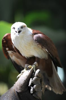A close up shot of a wild Sea Hawk