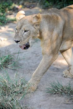 A shot of of an African Lion in the wild