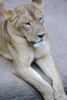 A shot of of an African Lion in the wild