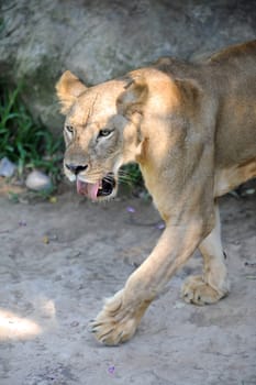 A shot of of an African Lion in the wild