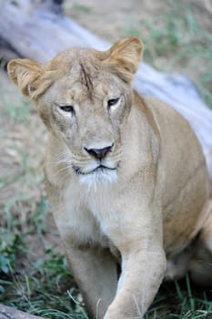 A shot of of an African Lion in the wild