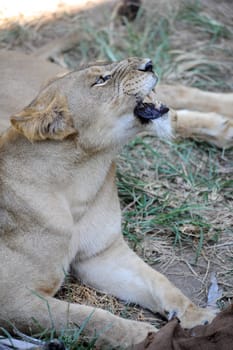 A shot of of an African Lion in the wild