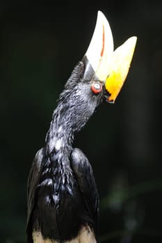A close up shot of a wild Hornbill