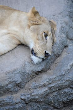 A shot of of an African Lion in the wild
