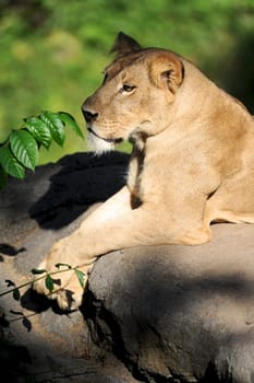 A shot of of an African Lion in the wild