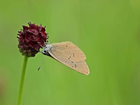 Dark meadow-button-ant-blue (Phengaris nausithous)