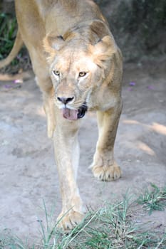 A shot of of an African Lion in the wild