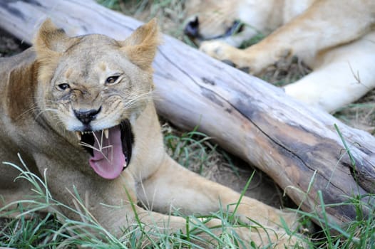 A shot of of an African Lion in the wild