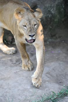A shot of of an African Lion in the wild