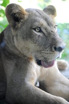A shot of of an African Lion in the wild