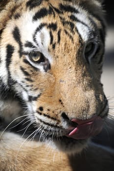 A close up shot of a Bengal Tiger