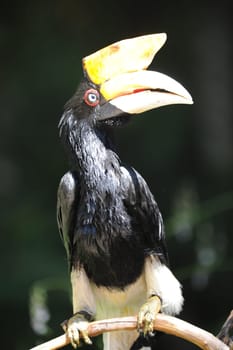 A close up shot of a wild Hornbill