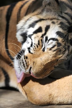 A close up shot of a Bengal Tiger