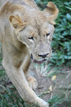 A shot of of an African Lion in the wild