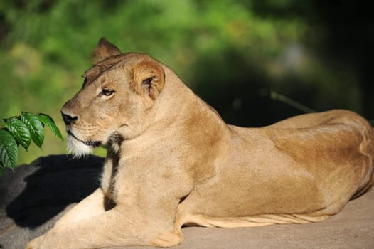 A shot of of an African Lion in the wild