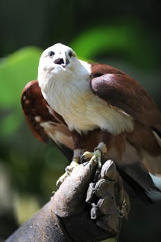 A close up shot of a wild Sea Hawk