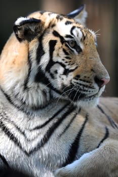 A close up shot of a Bengal Tiger