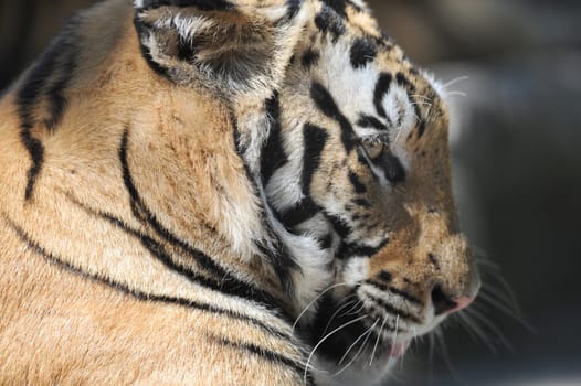 A close up shot of a Bengal Tiger