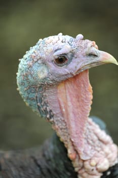 A close up shot of a wild Turkey