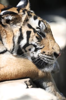 A close up shot of a Bengal Tiger