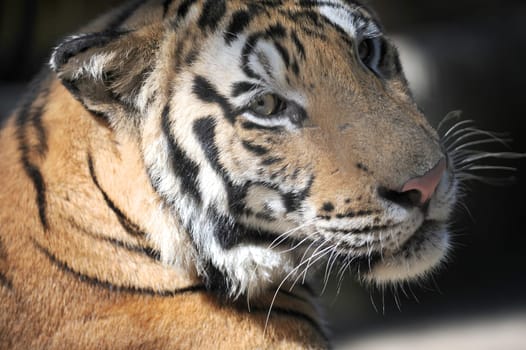 A close up shot of a Bengal Tiger