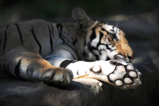 A close up shot of a Bengal Tiger