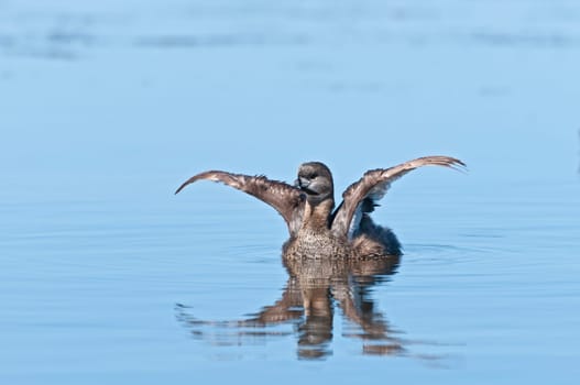 Tie diver