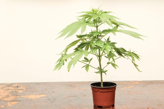 Young Green Leaf Cannabis Indica Plant Marijuana