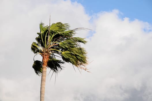 Palm Tree Blowing In The Wind Tenerife Canary Islands Spain