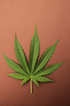 Green Fresh Marijuana Leaf with Seven Tips
