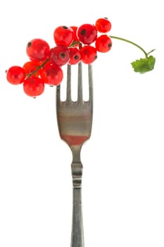 Red currants on a fork in the backlight