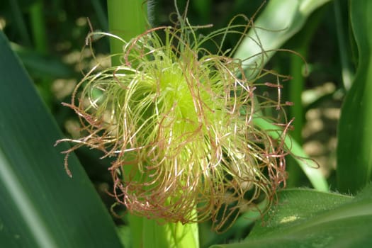 Corn plant