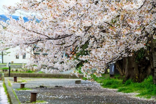 Kyoto, Japan - April 12, 2013