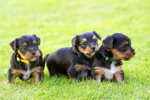 yorkshire terriers